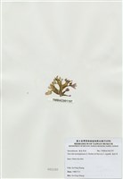 藏品(海木耳)的圖片